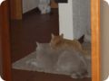 Bild0003.jpg